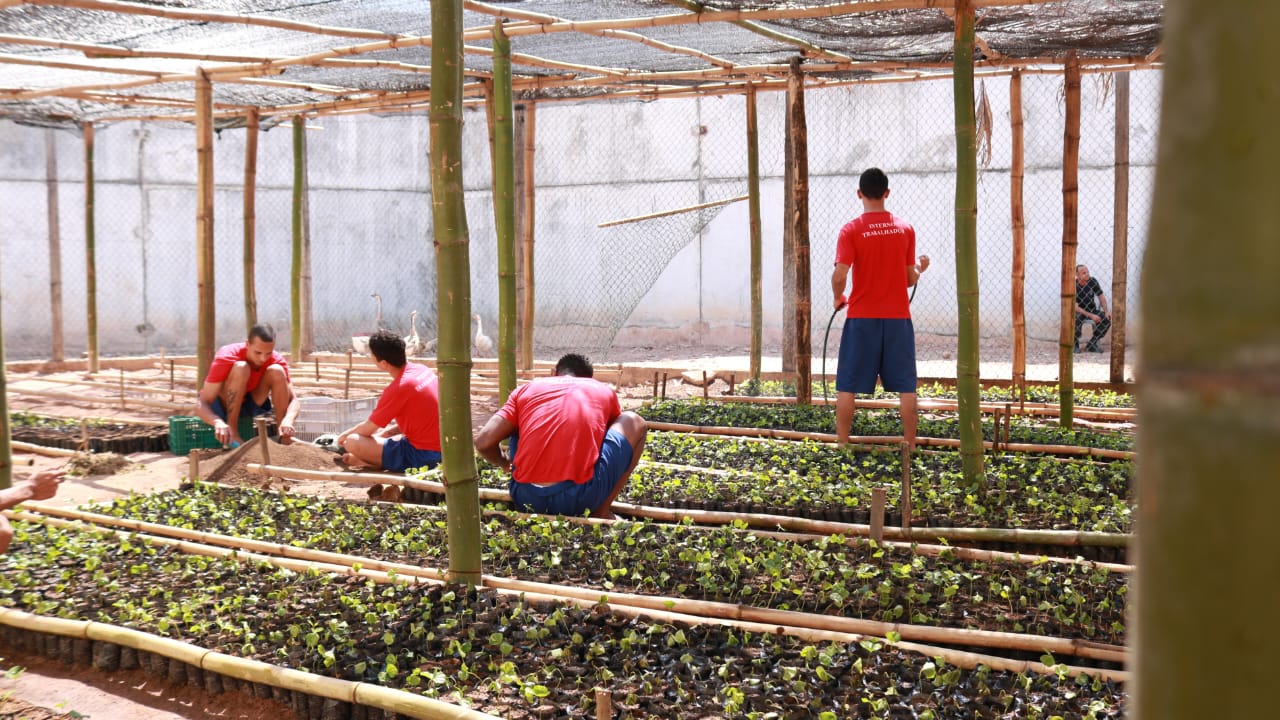 Prefeitura de Viana distribui as primeiras mudas de café a pequenos produtores