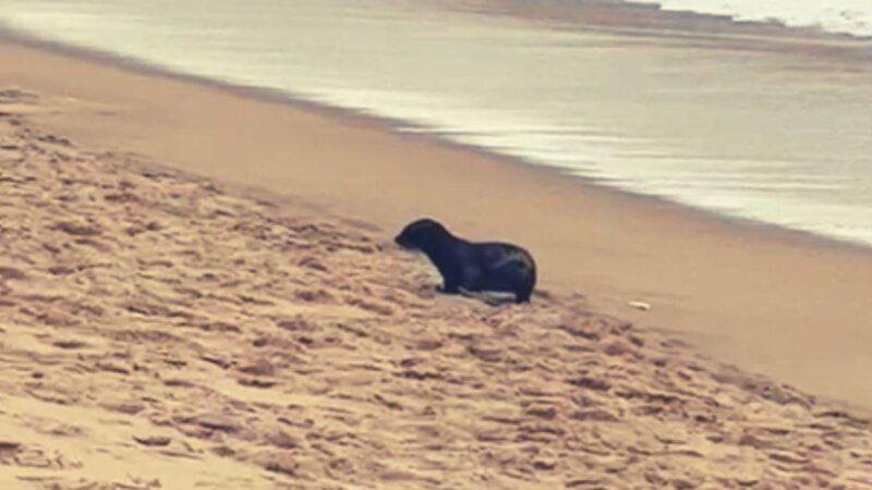 Prefeitura de Vila Velha monitora filhote de lobo marinho na Praia da Costa