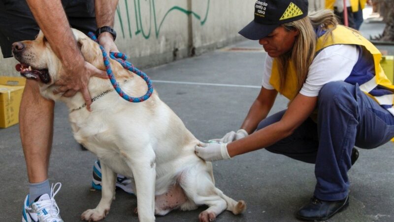 Viana: ação itinerante leva vacina antirrábica às ruas de Marcílio de Noronha