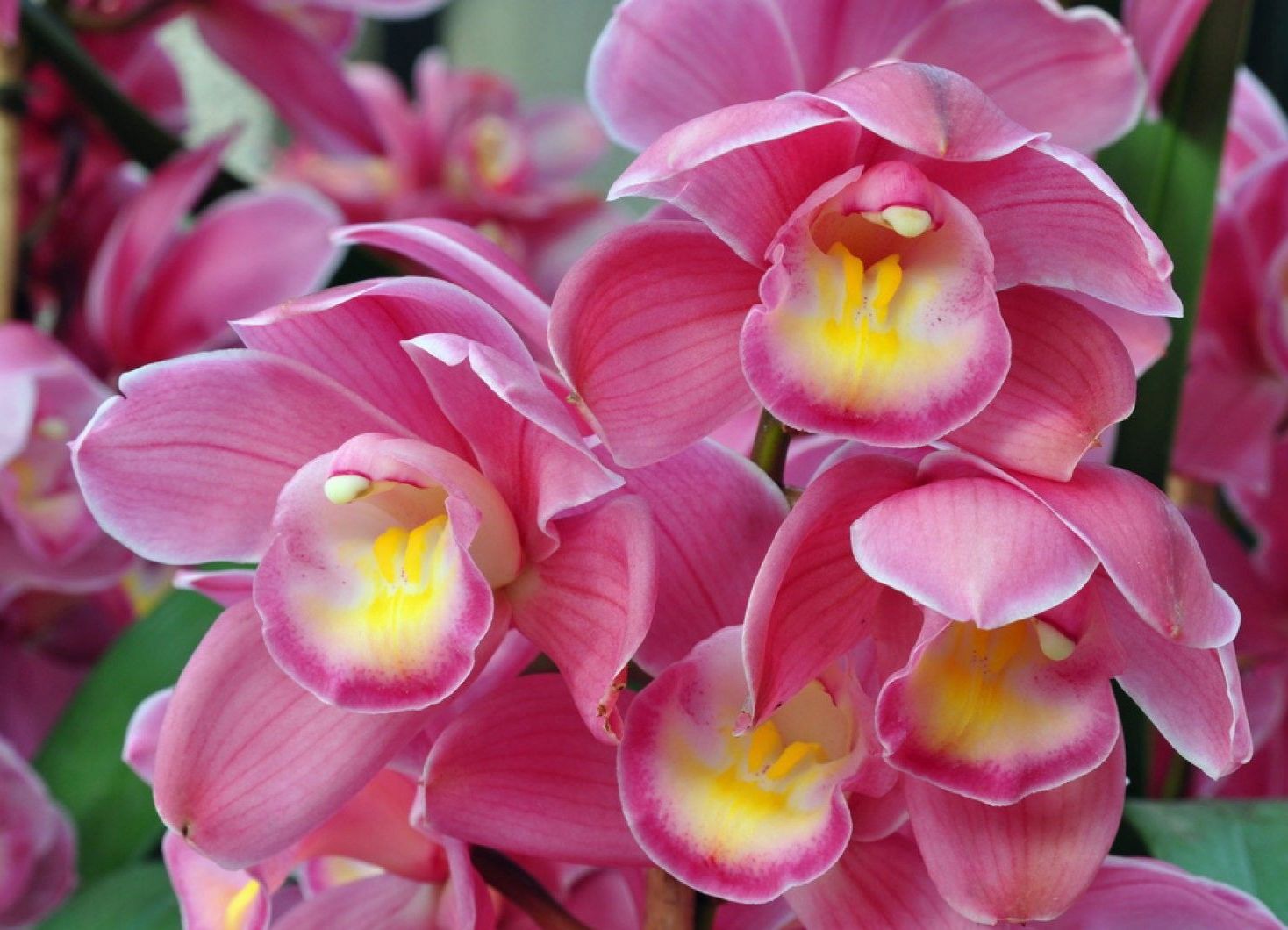 Projeto confere a Marechal Floriano o Título de Capital Estadual das Orquídeas