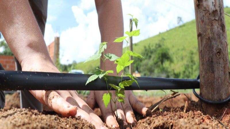 Córrego da Manteiga celebra avanço no polo cervejeiro com inauguração de campo de lúpulo