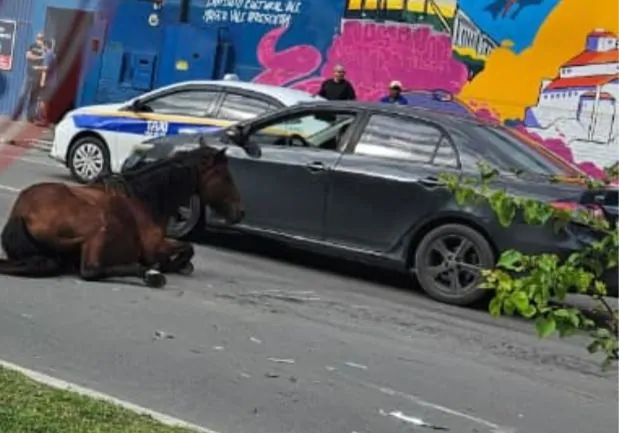 Cavalo é atropelado na Avenida Carlos Lindenberg; Prefeitura reforça proibição de animais de grande porte em vias públicas