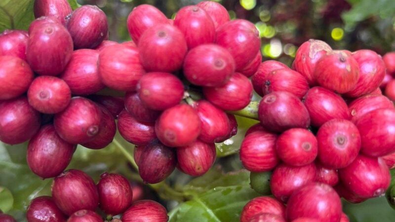 Safra 2025/26: arábica sofre retração, enquanto conilon alcança recorde histórico