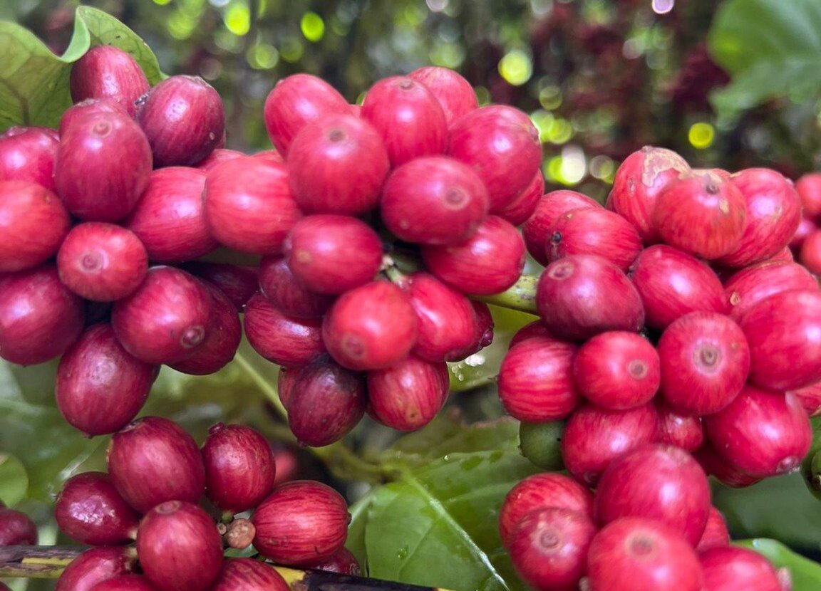 Safra 2025/26: arábica sofre retração, enquanto conilon alcança recorde histórico