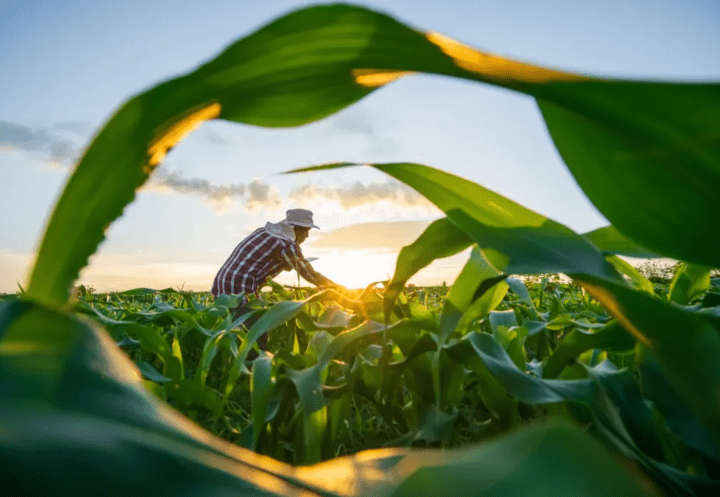 Agricultura familiar capixaba ultrapassa R$ 1,9 bilhão em crédito rural no ano-safra 2025/2026