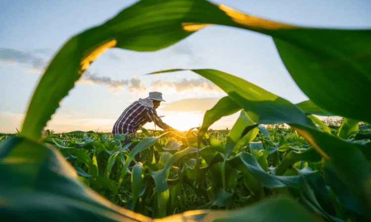 Agricultura familiar capixaba ultrapassa R$ 1,9 bilhão em crédito rural no ano-safra 2025/2026