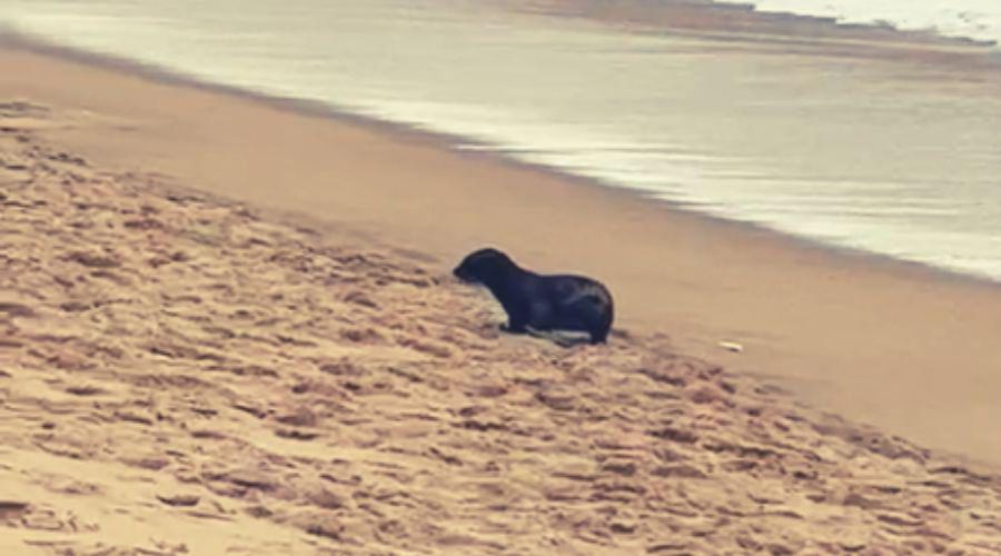 Prefeitura de Vila Velha monitora filhote de lobo marinho na Praia da Costa