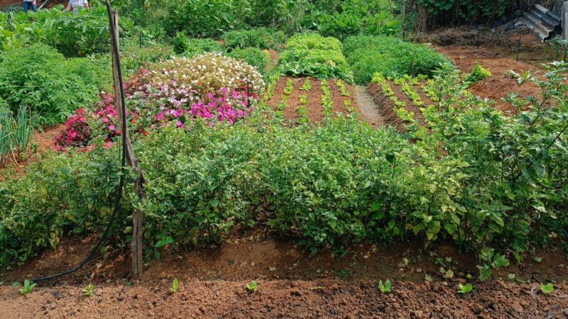 Irmãs da agricultura familiar de Viana mantêm o legado dos pais