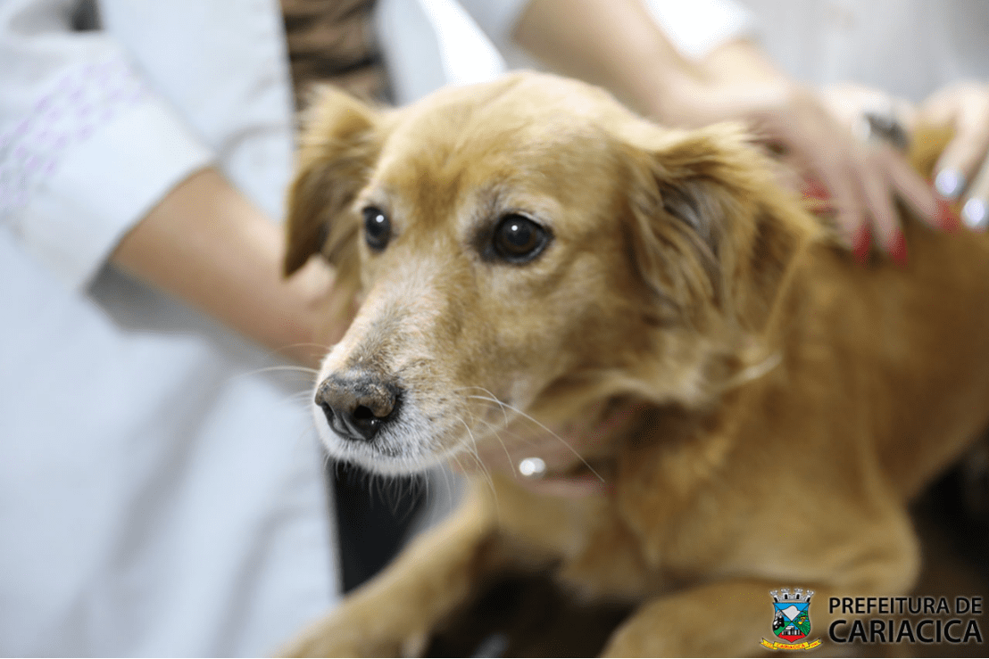 Cariacica Castra Legal: mais 600 vagas para castração de cães e gatos serão abertas dias 17, 18 e 19 de novembro