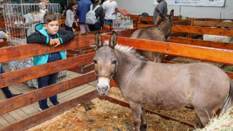 ExpoSerra: mini fazenda com pôneis e até coelho gigante em Laranjeiras