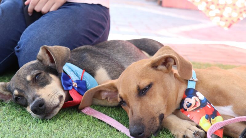 É o Bicho! abre cadastro para castração gratuita de animais de tutores vianenses