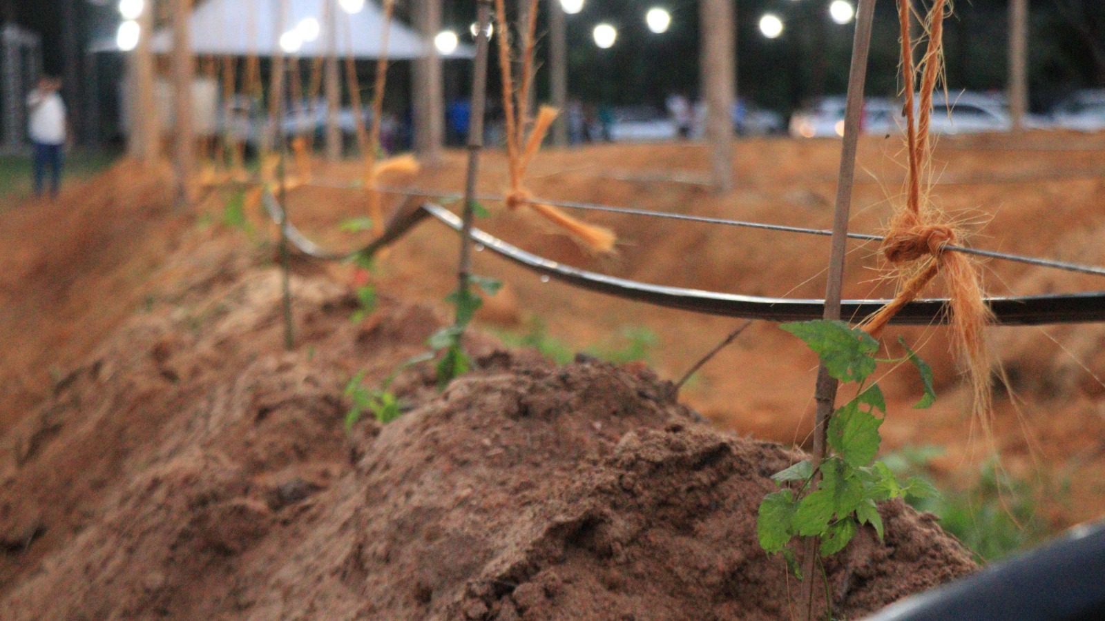 Segundo campo de lúpulo privado é inaugurado em Viana