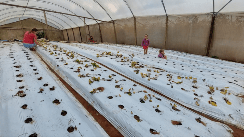 Projeto de cultivo de morango é lançado pela Secretaria de Agricultura em Cariacica