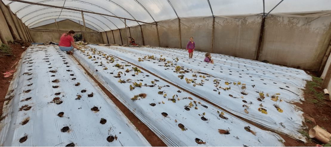 Projeto de cultivo de morango é lançado pela Secretaria de Agricultura em Cariacica