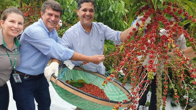 Abertura da colheita do Café Conilon no Estado é realizada em Jaguaré